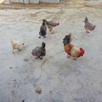 مرغ‌وخروس‌محلی