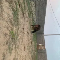 یک عدد پرو گاو