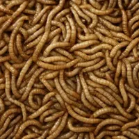 میلورم زنده و خشک