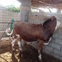 گوساله نر سیمینتال