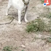 توله سگ پاکوتاه