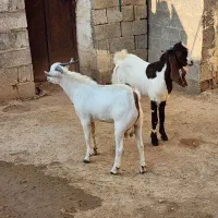 درودبر شما خوبان