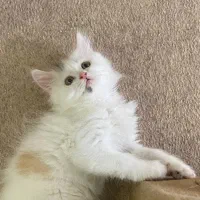 پرشین|گربه|شاهرود, |دیوار