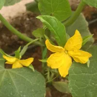 نشا خیار رقم الماس