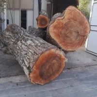 فروش چوب گردو سیاه سایز ۳۰ تا شصت خشک