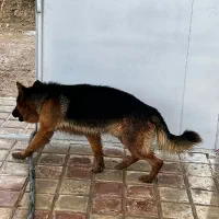 واگذاری ژرمن شپرد