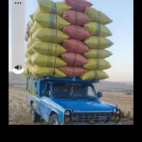 سامان یا کاه