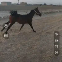 کره اسب نریان کرد. عشق بازش باشی از فیلم میفهمی|اسب و تجهیزات اسب‌سواری|فامنین, |دیوار