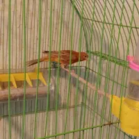 قناری ماده جوان مست