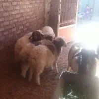 بره درجه یک باب پروار|حیوانات مزرعه|ایوان, |دیوار