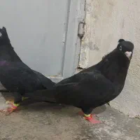 فروش جفت زاغ