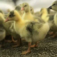 فروش جوجه غاز