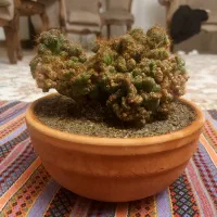 گل و گلدان کاکتوس صخره ای مینیاتوری