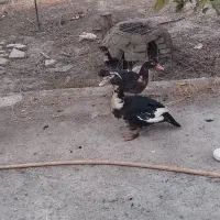 اردک|حیوانات مزرعه|محمدبار, |دیوار