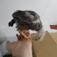 یک عدد مورغ لاری نژاد دار