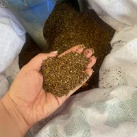 کنجد|عمدهفروشی|تکاب, |دیوار