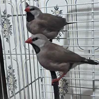 جفت فنچ کراواتی|پرنده|رشت, ساغری سازان|دیوار