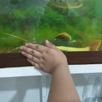 ماهی ردتیل و ماهی الیگیتور|ماهی|ملایر, |دیوار