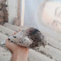 سرور