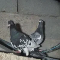 یک جفت کبوتر ویک جفت مرغ عشق