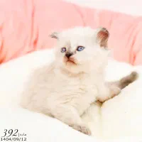 فروشگاه میوشاپ گربه اسکاتیش/بریتیش/پرشین|گربه|تبریز, |دیوار