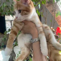 گربه خانگی|گربه|یزد, |دیوار