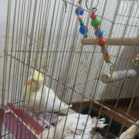 عروس هلندی باقفس|پرنده|کرج, پیشاهنگی|دیوار