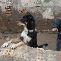 سگ نگهبان|سگ|اهواز, کارون|دیوار