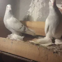 جفت سوت ابی کاغذی ب شرط تخم جوجه نرشم بازی داره