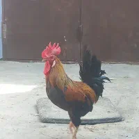 دوعدد خروس عربی سالم سرحال خوش رنگ