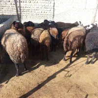 میش آبستن میش بره|حیوانات مزرعه|کوهدشت, |دیوار