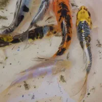 ماهی کوی ولجنخوار