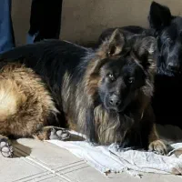 سگ گمشده|حیوانات|تربت‌حیدریه, بالا ولایت|دیوار