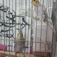 عروس هلندی سینامون جوجه سه ماهه