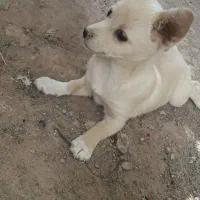 پاپی|سگ|تربت جام, میان جام|دیوار