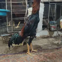 خروس لاری|حیوانات مزرعه|چگنی, |دیوار