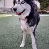 هاسکی (سیبرین)|سگ|ورامین, ورامین|دیوار