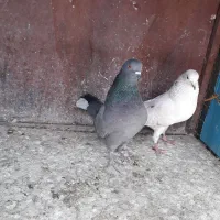 یک جفت کفتر|پرنده|ری, تقی آباد|دیوار