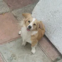 سگ های اشپیز|سگ|بندر انزلی, کارآموزی|دیوار