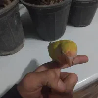 کوتوله سخنگو