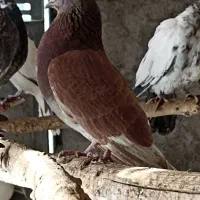 کبوتر کله دمسبز