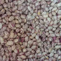 فروش لوبیا چیتی