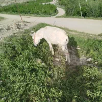 خر نر