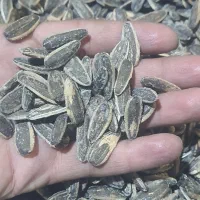 تخمه آفتاب گردان