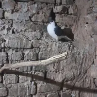 ساده سیاه و فولادی