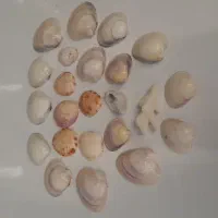 صدف های زینتی خلیج همیشه فارس