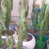 گل افوربیا وسانسوریا|گل و گیاه طبیعی|بوشهر, |دیوار