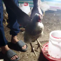 مرغ زنده