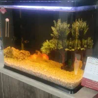 اکواریوم با ماهی با کلیه وسایل
