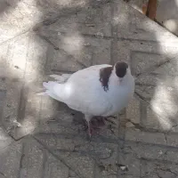 کفتر|پرنده|بیرجند, |دیوار